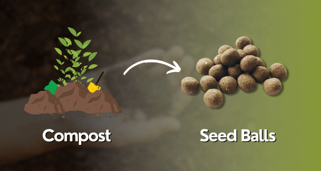 An infographic indicating the conversion of compost into seed balls. This is part of the blog on a guide to sustainability through composting by sustainable spark.